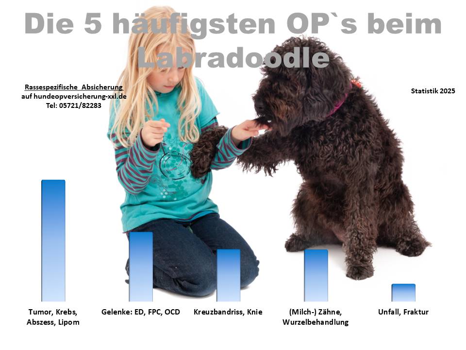 Hunde-OP Versicherung für Labradoodle Krankheiten und Tierarztkosten