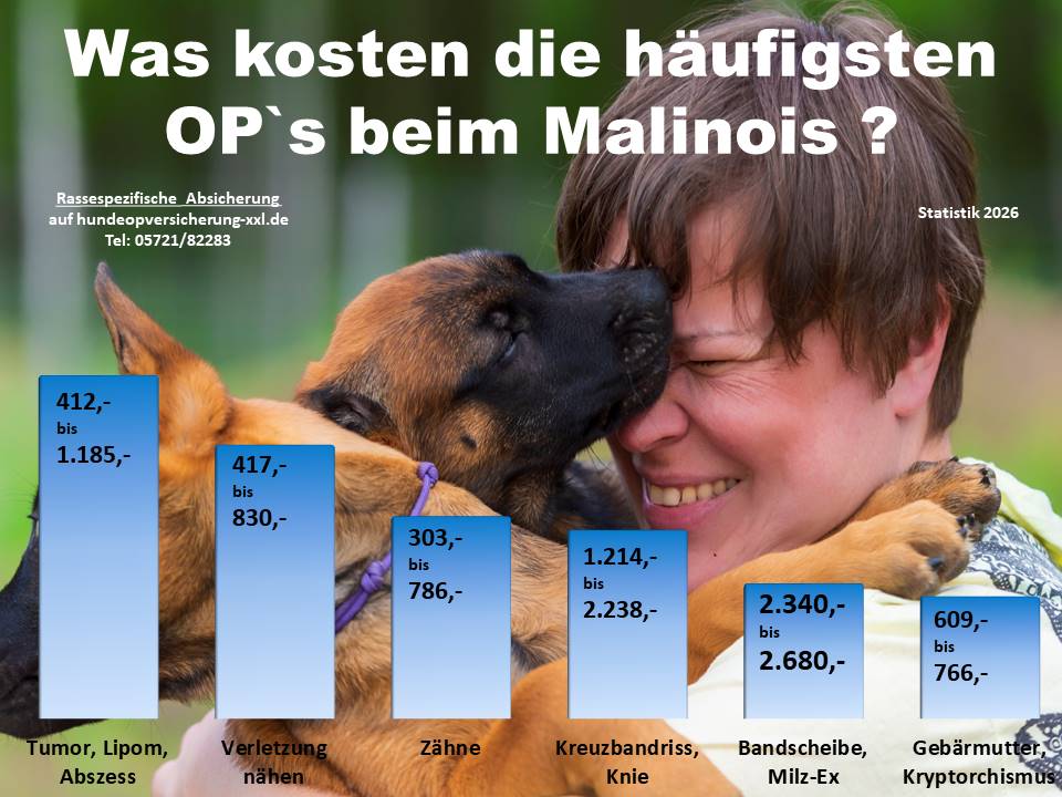 Hunde OP Versicherung für Malinois Krankheiten und Tierarztkosten