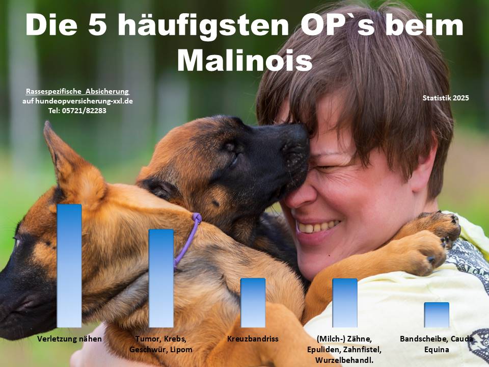 Hunde OP Versicherung für Malinois Krankheiten und Tierarztkosten