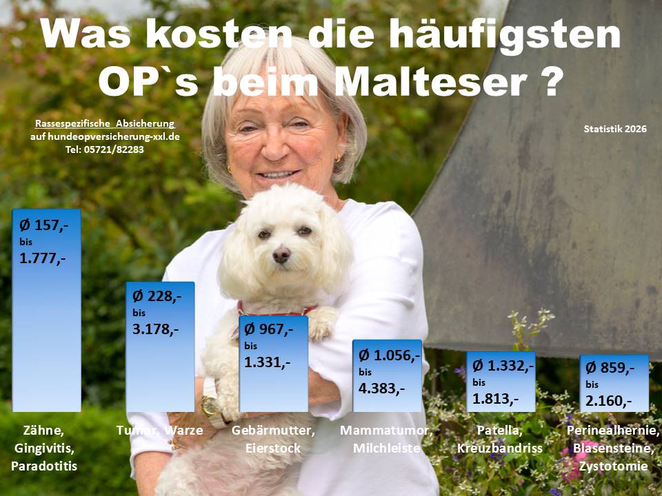 Hunde OP Versicherung für Malteser Krankheiten und Tierarztkosten