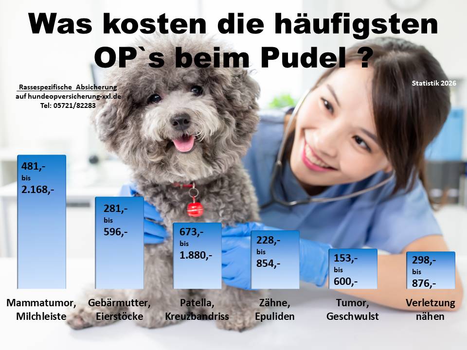 Hunde-OP Versicherung für Pudel Krankheiten und Tierarztkosten