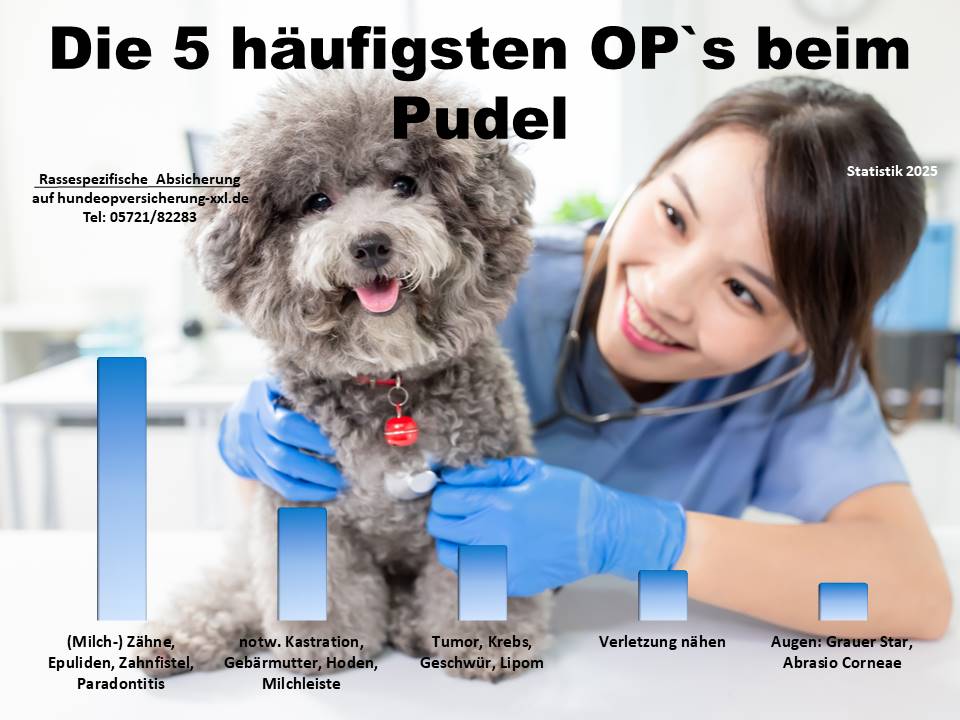 Hunde-OP Versicherung für Pudel Krankheiten und Tierarztkosten