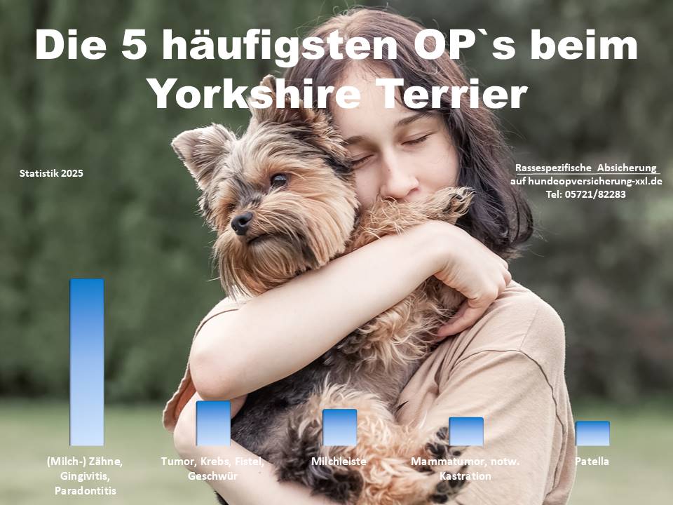 Hunde OP Versicherung für Yorkshire Terrier Krankheiten und Tierarztkosten