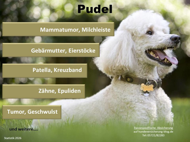 Pudel Hundeopversicherung