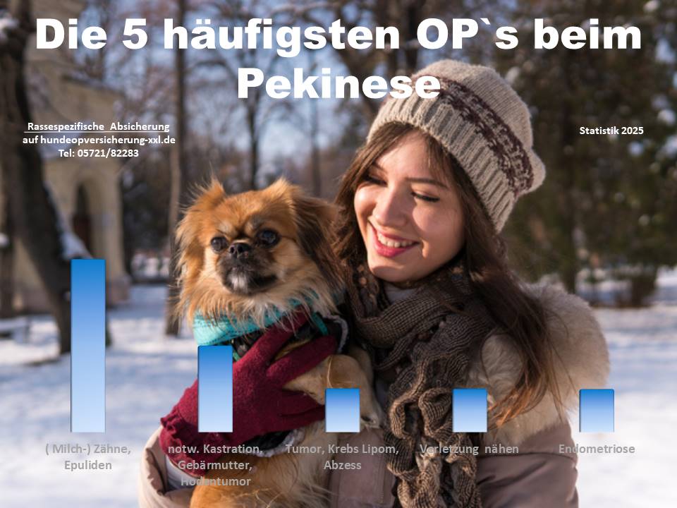 Hunde OP Versicherung für Pekinese Krankheiten und Tierarztkosten