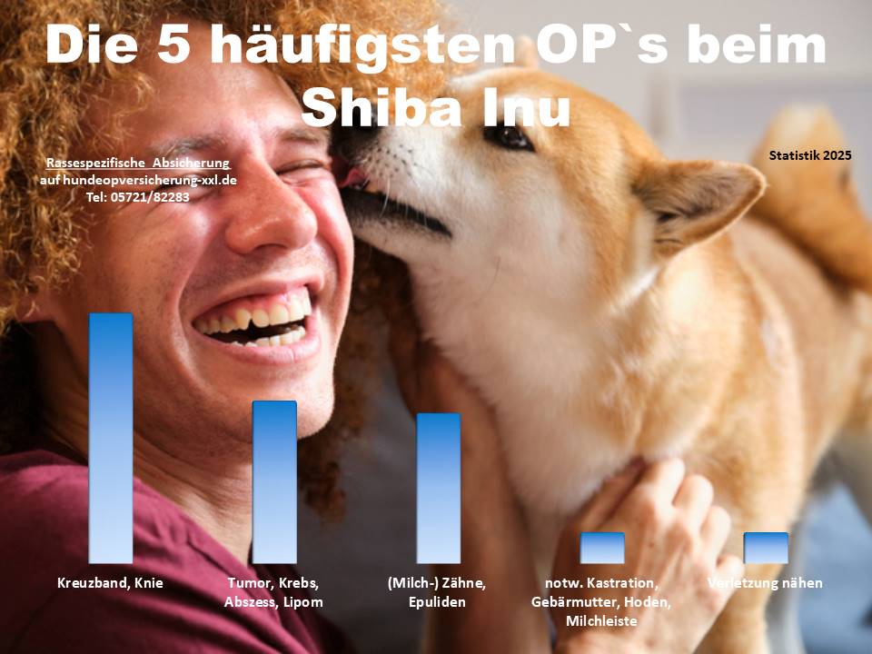 Hunde-OP Versicherung für Shiba Inu Krankheiten und Tierarztkosten